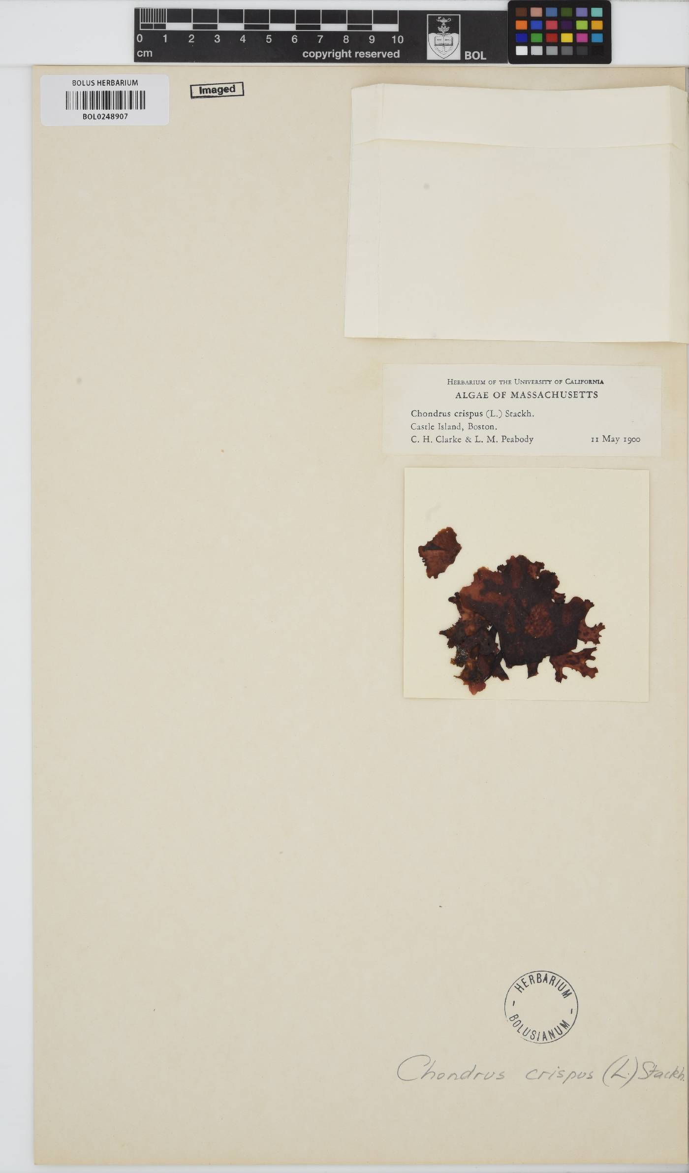 Chondrus crispus image