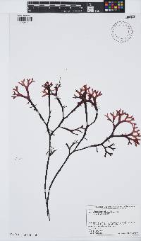Image of Chondrus elatus