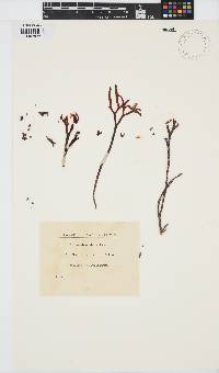 Chondrus elatus image