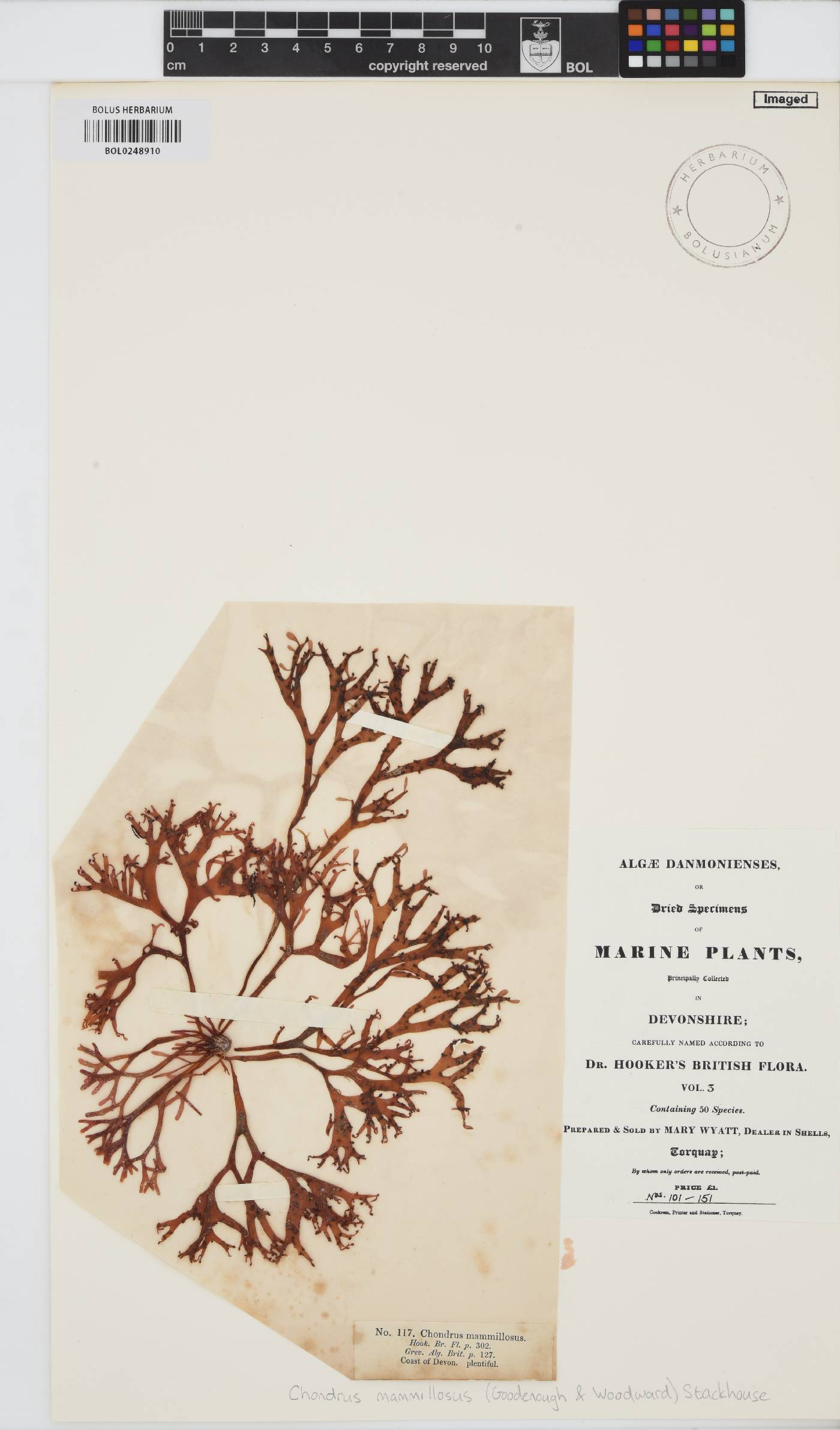 Mastocarpus stellatus image
