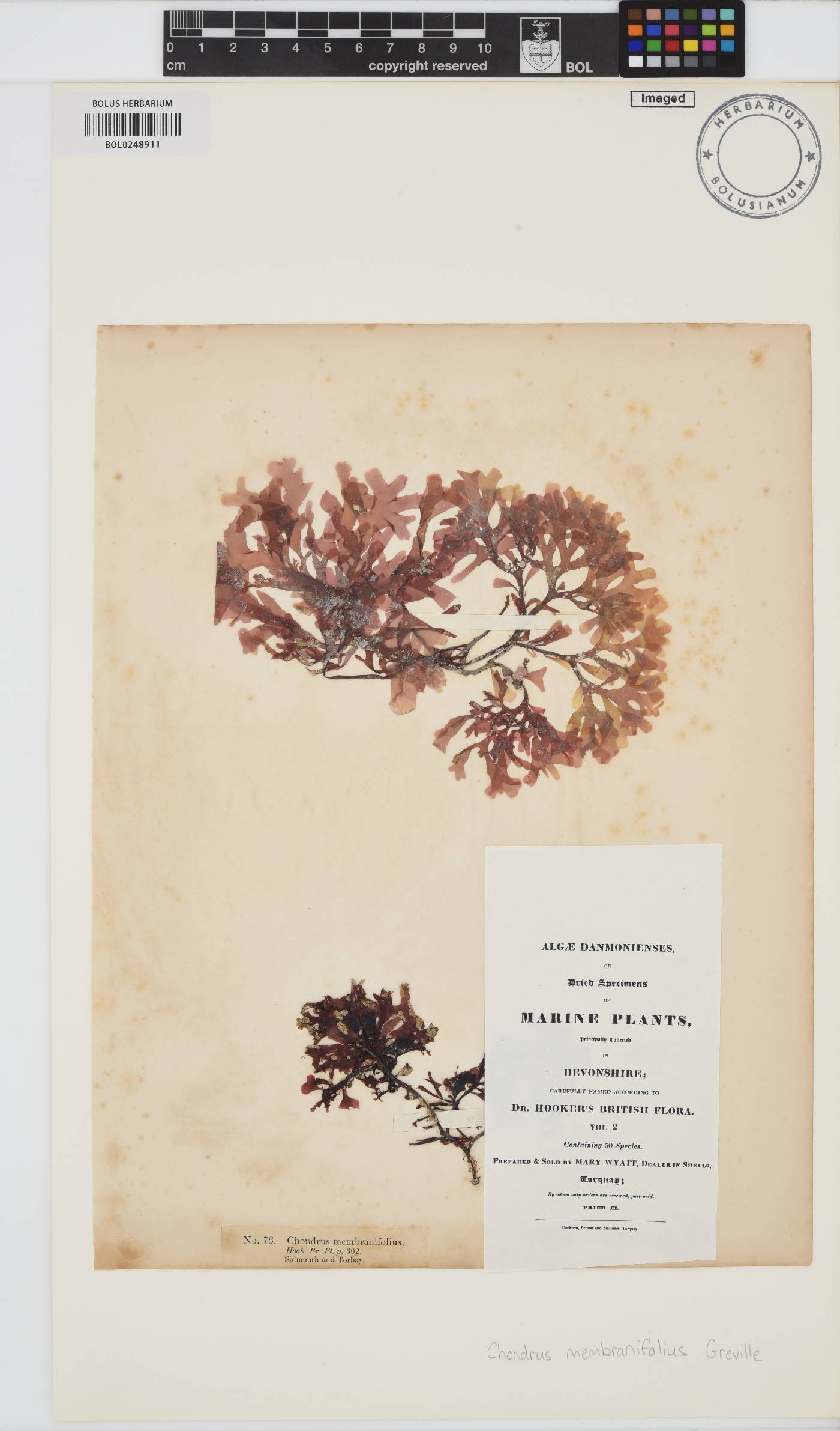 Phyllophora pseudoceranoides image