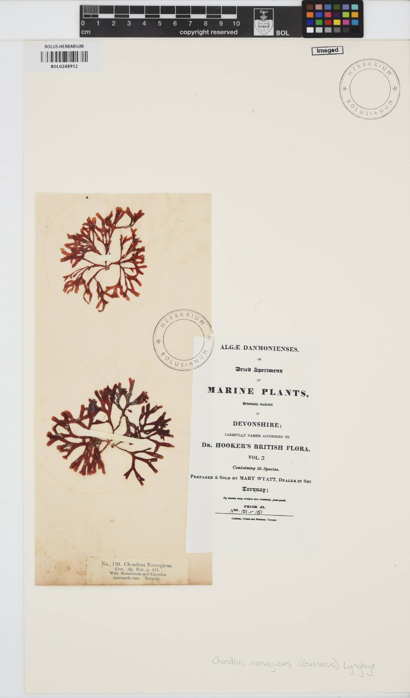 Chondrus crispus image