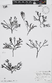 Image of Chondrus pinnulatus