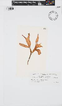 Chondrus verrucosus image