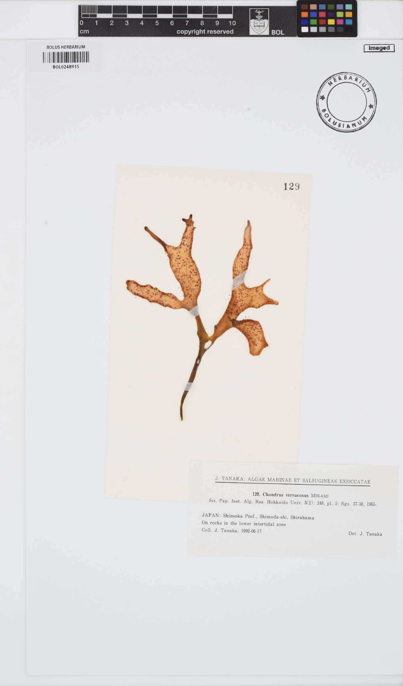 Chondrus verrucosus image