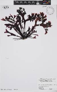 Chondrus verrucosus image