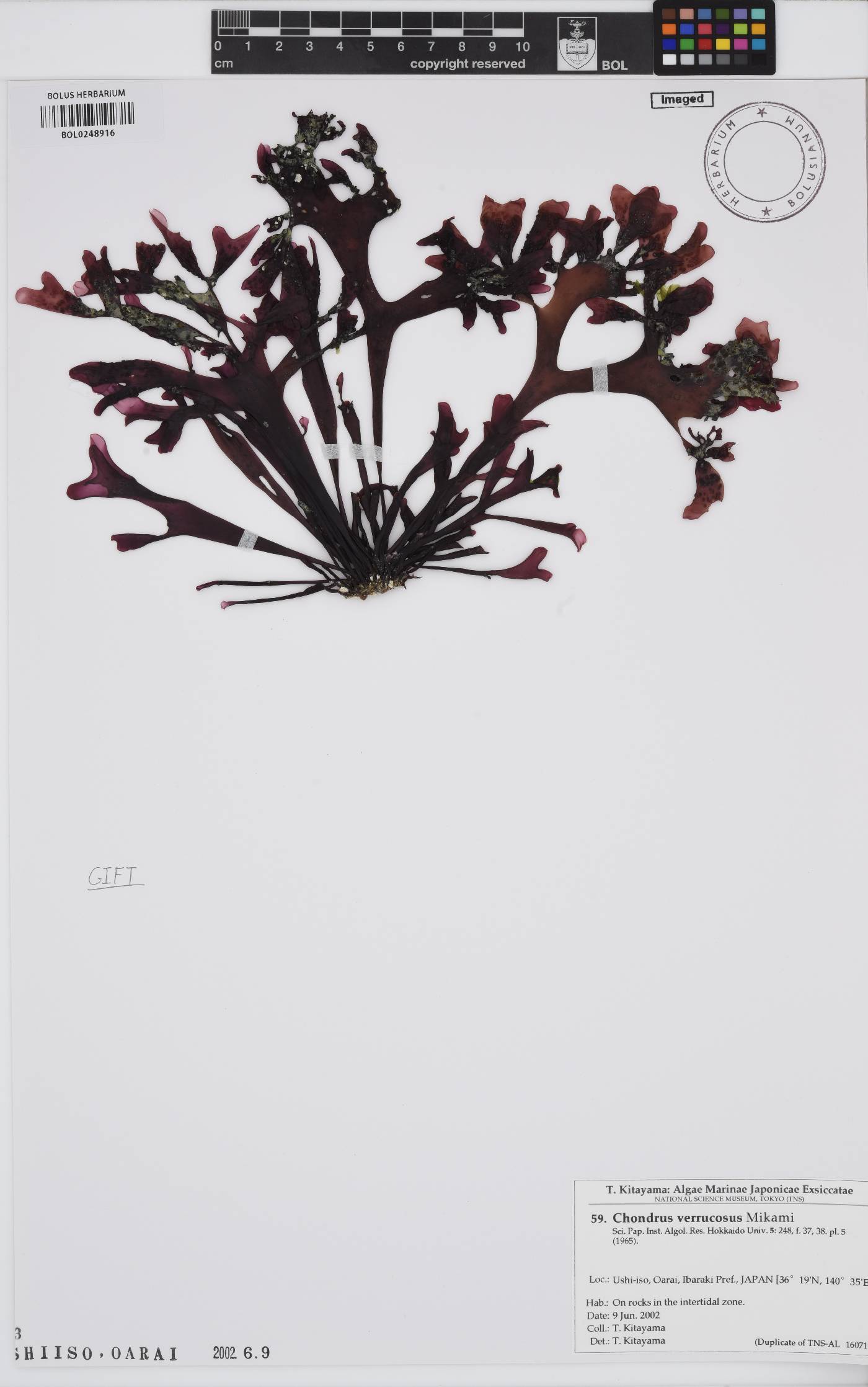 Chondrus verrucosus image