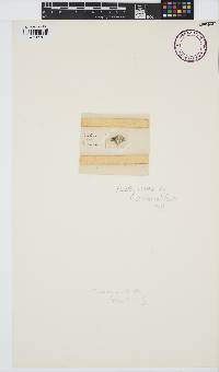 Choreonema thuretii image
