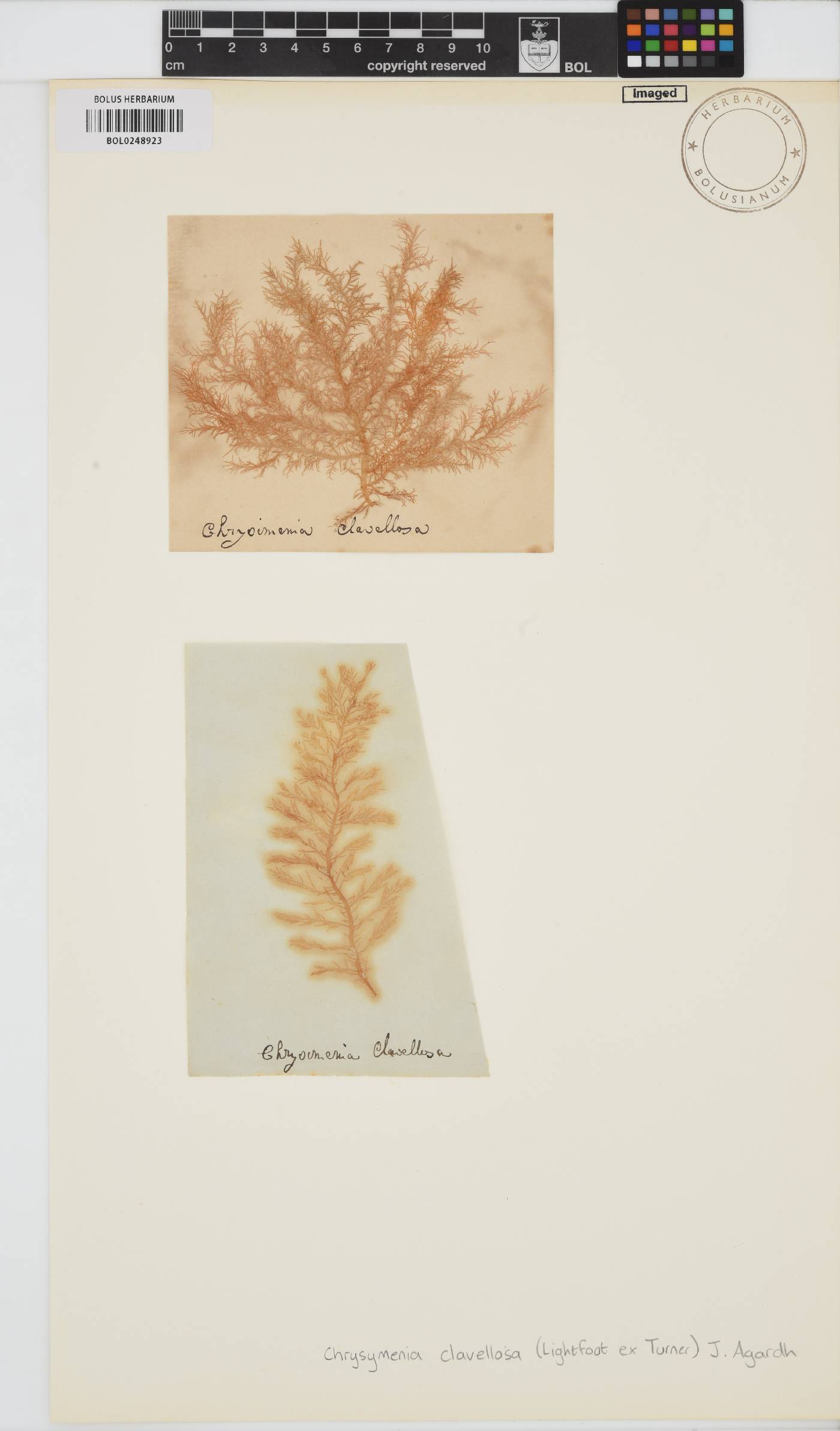 Lomentaria clavellosa image