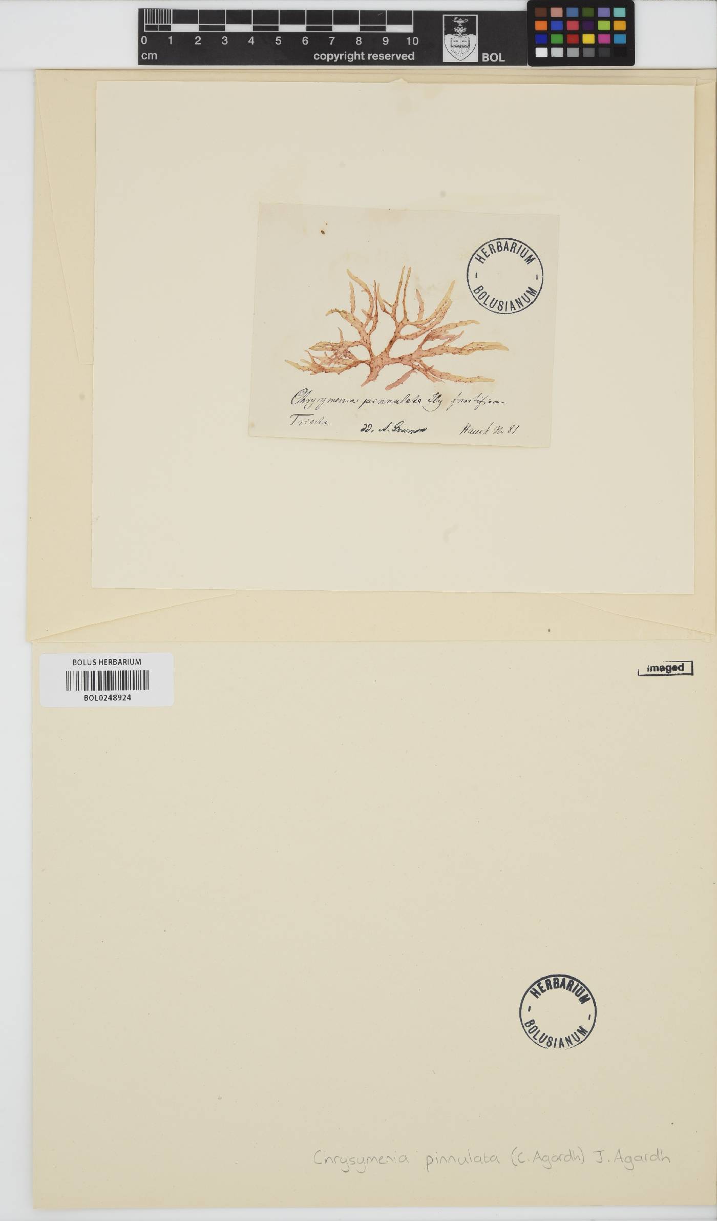 Chrysymenia ventricosa image