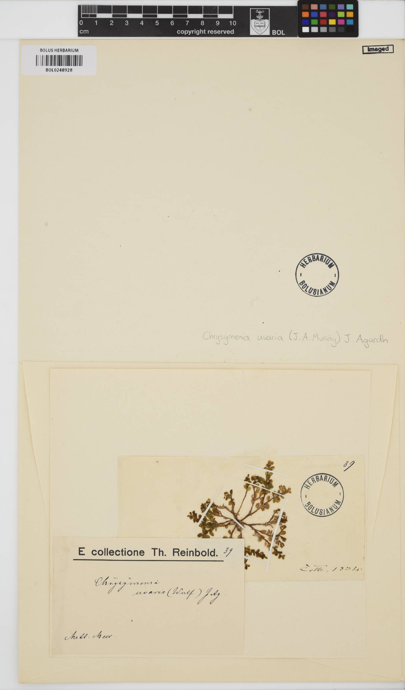 Botryocladia botryoides image