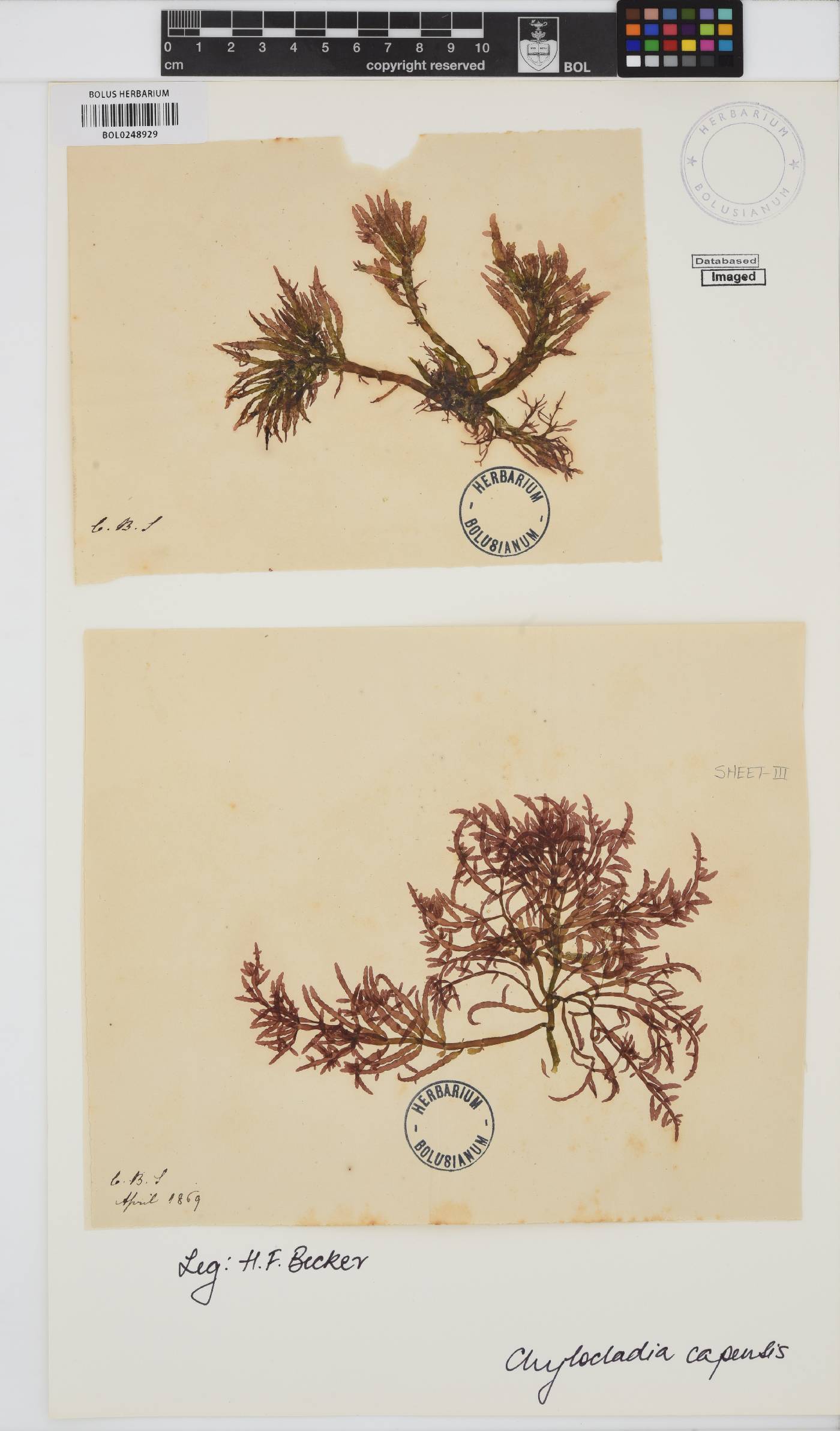 Chylocladia capensis image