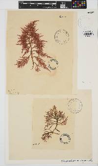 Chylocladia capensis image