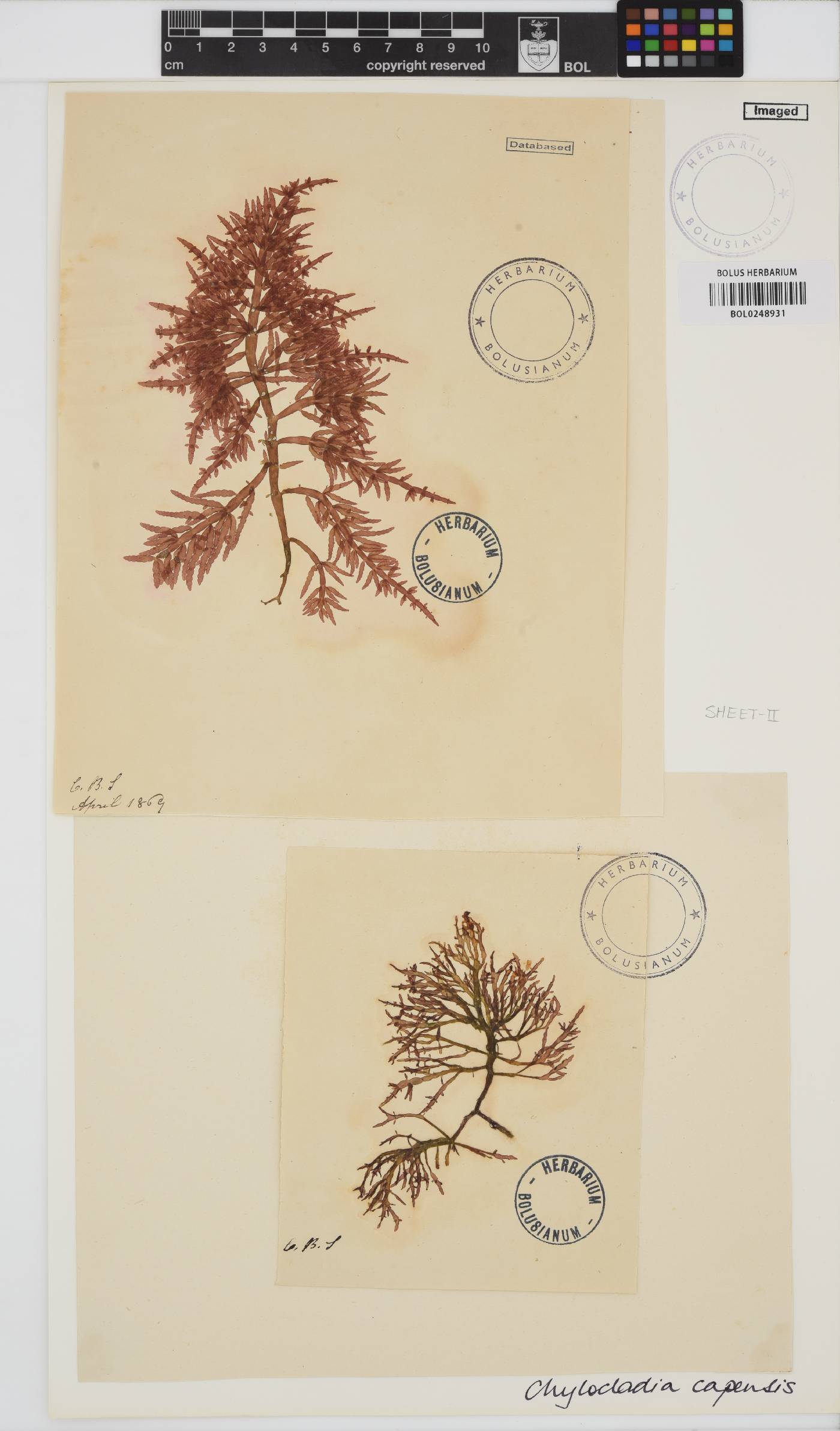 Chylocladia capensis image