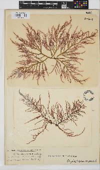 Chylocladia capensis image
