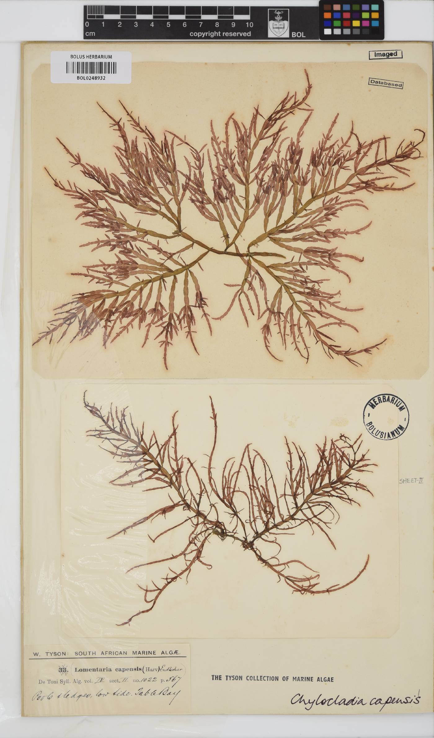 Chylocladia capensis image