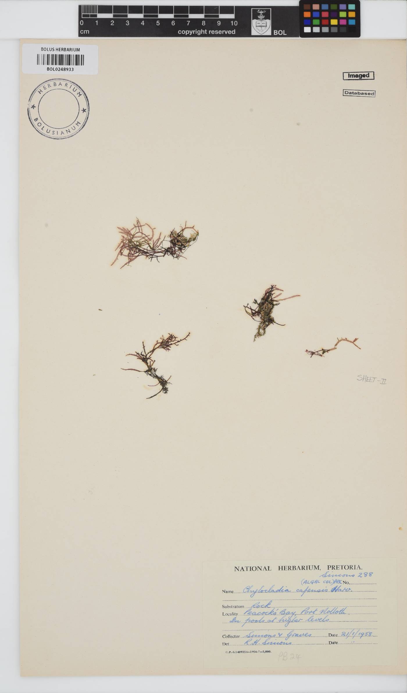 Chylocladia capensis image