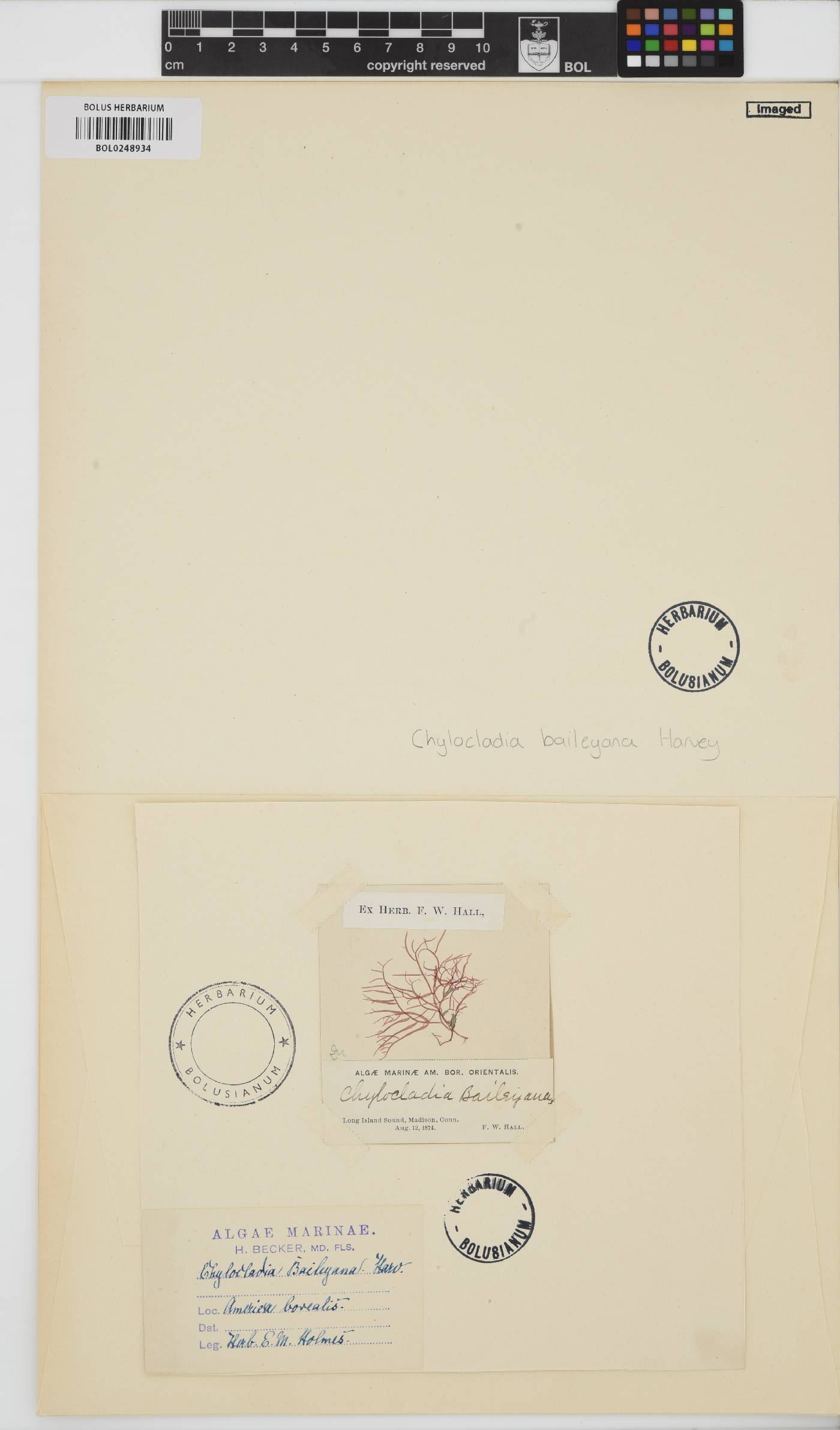 Hooperia divaricata image