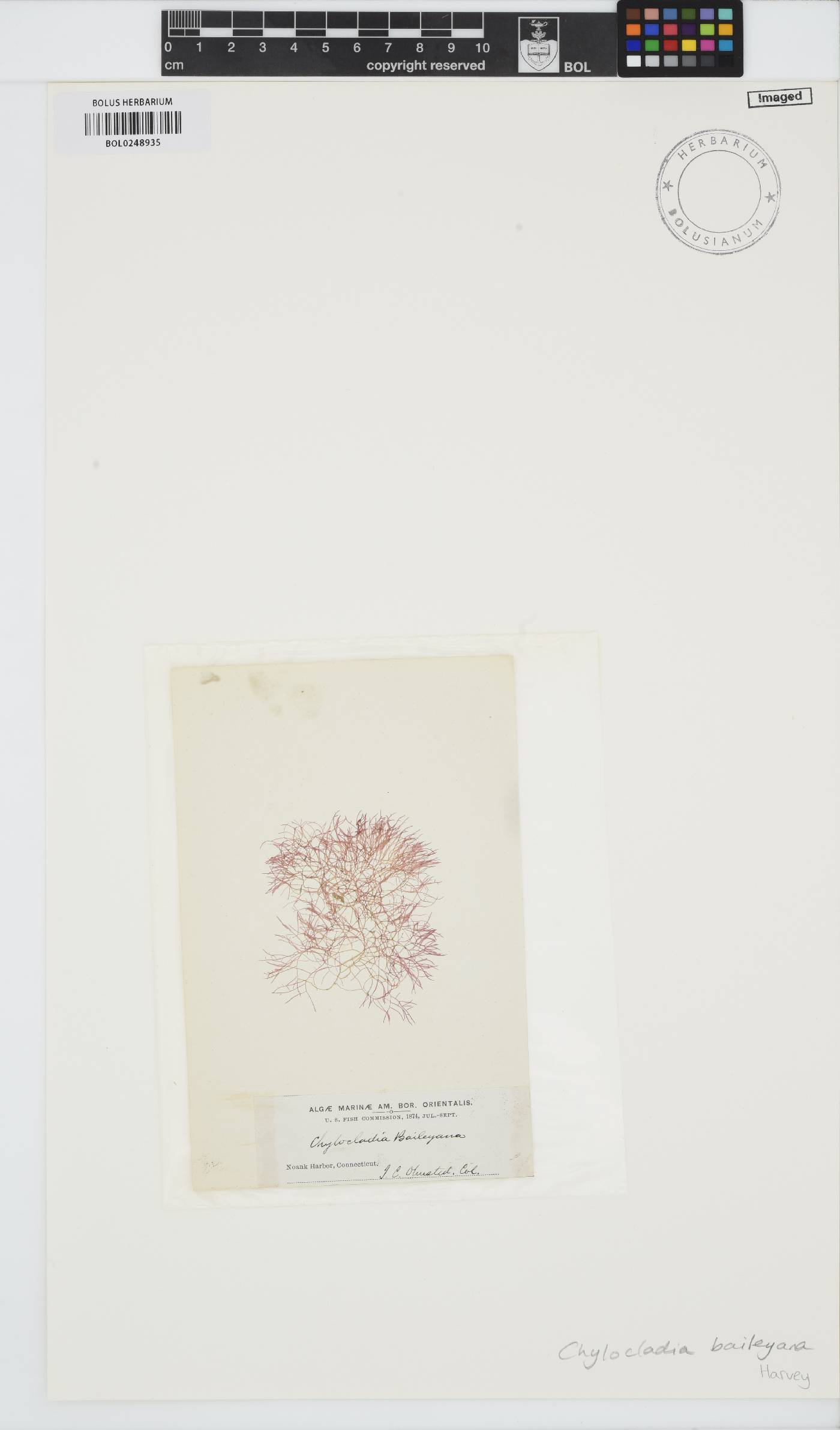 Hooperia divaricata image