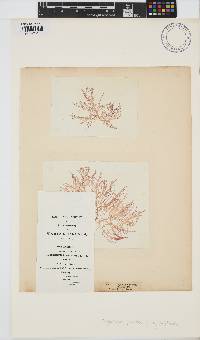 Champia parvula image