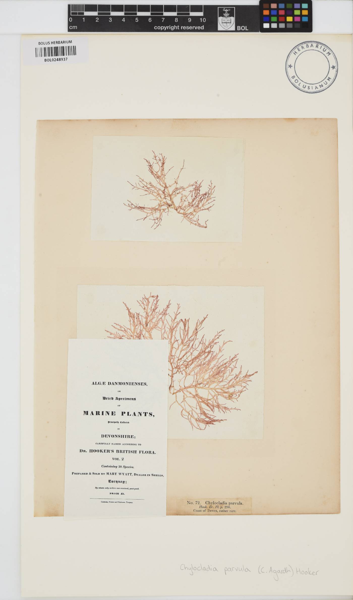 Champia parvula image