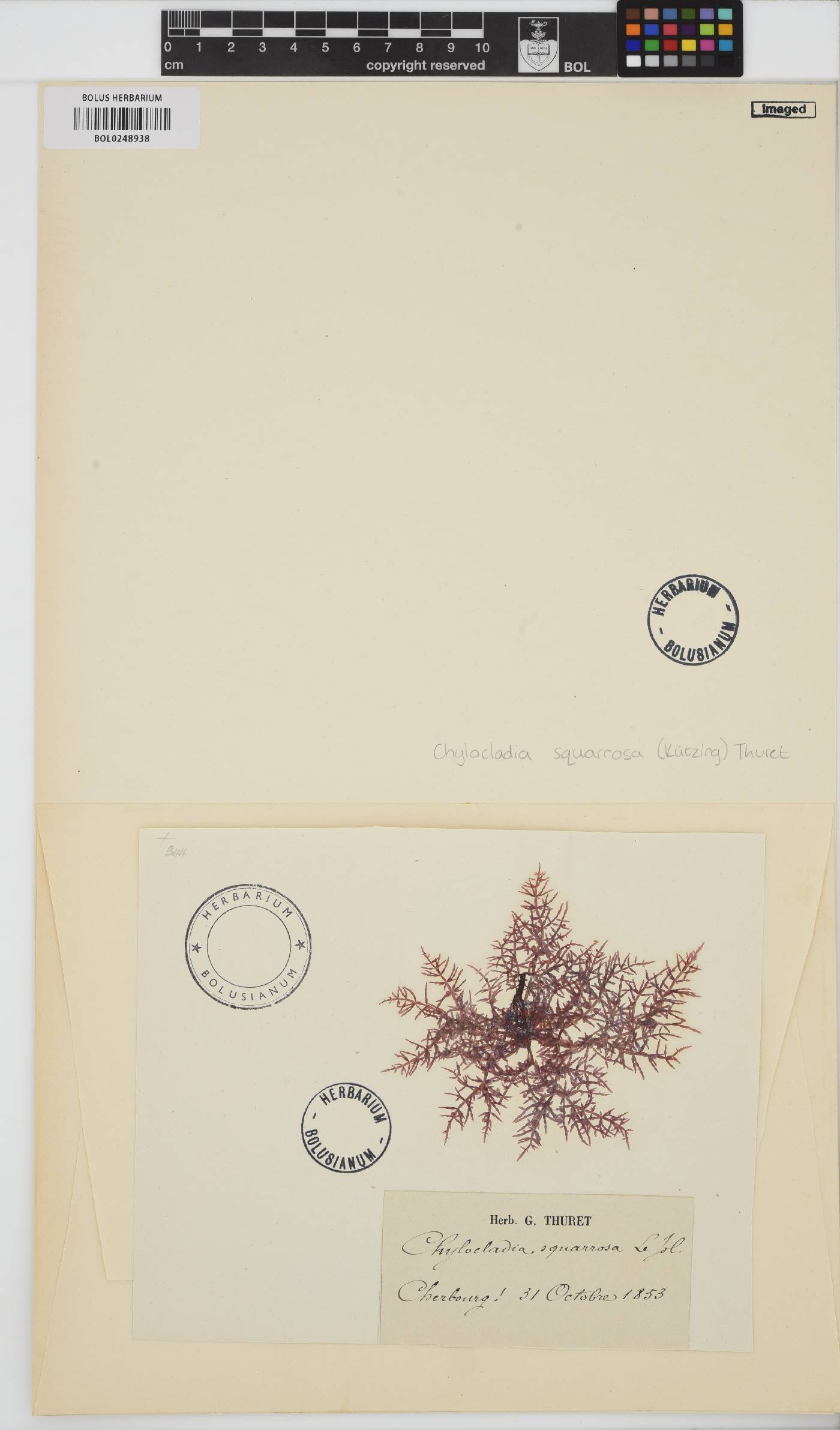 Chylocladia verticillata image