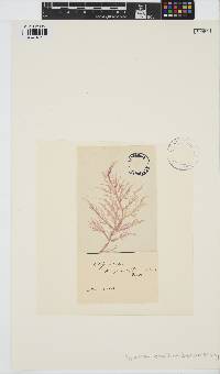 Chylocladia verticillata image
