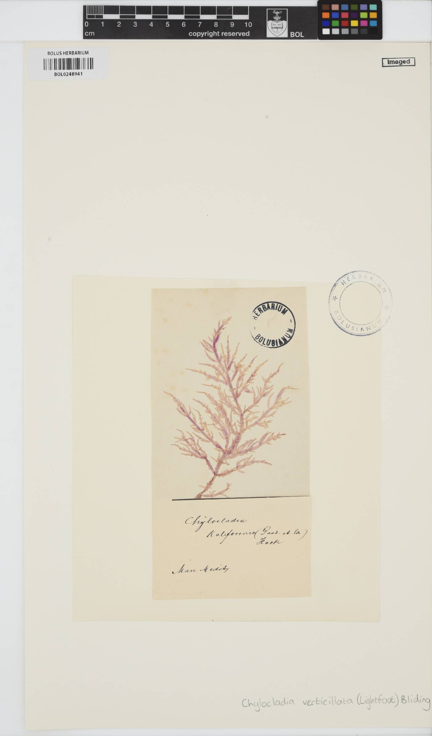 Chylocladia verticillata image