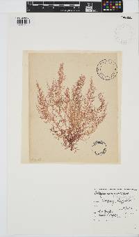 Chylocladia verticillata image