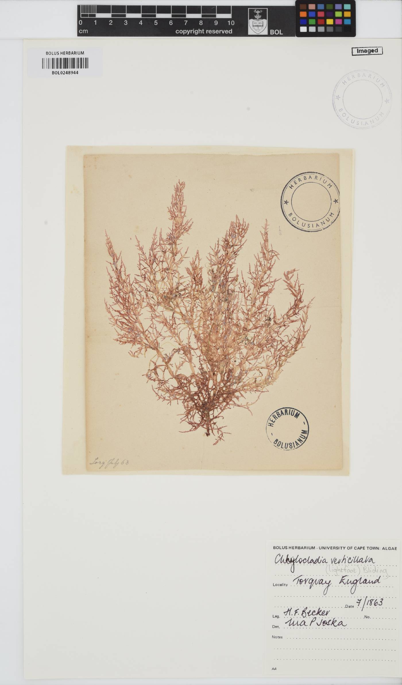 Chylocladia verticillata image