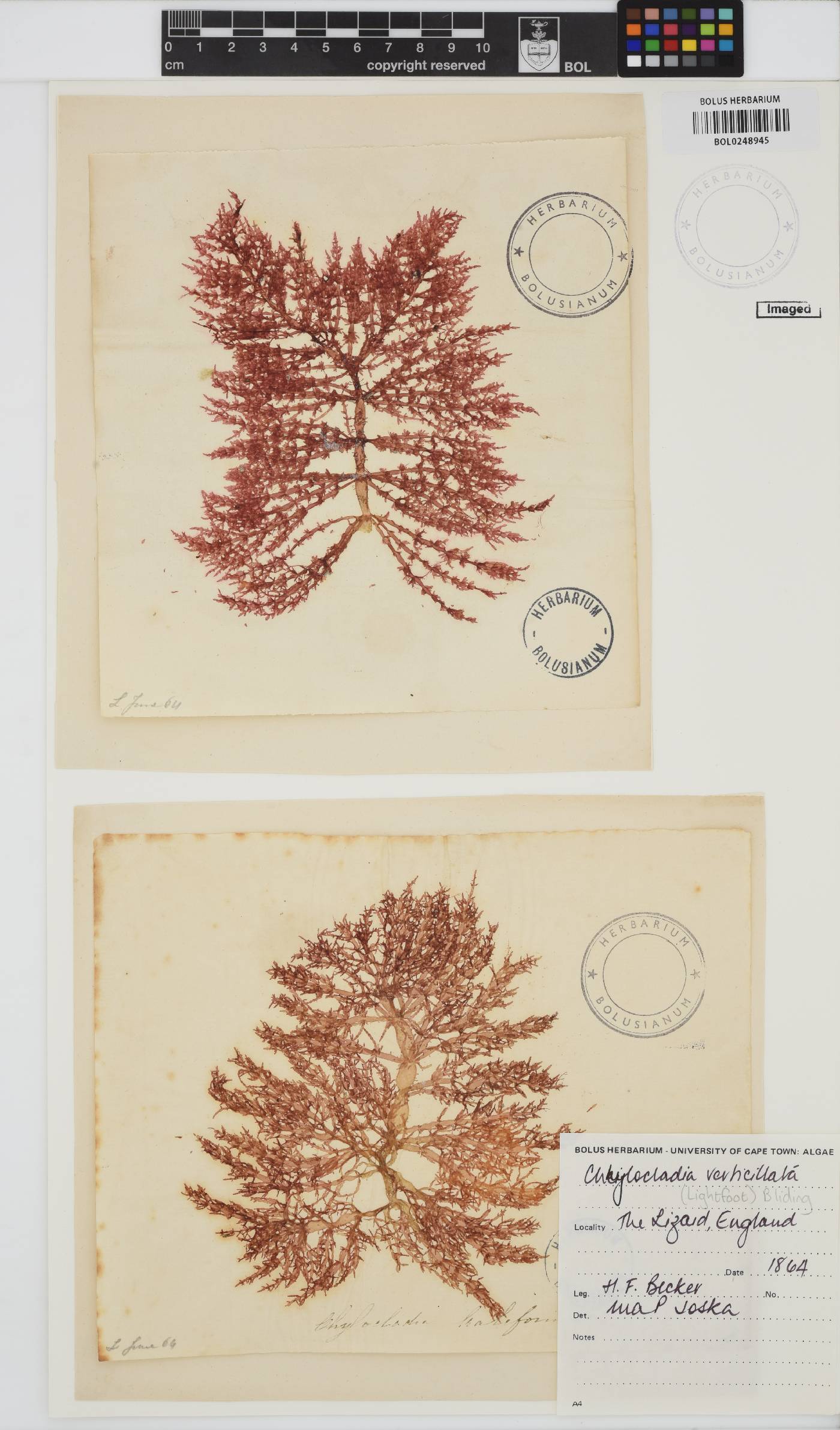 Chylocladia verticillata image