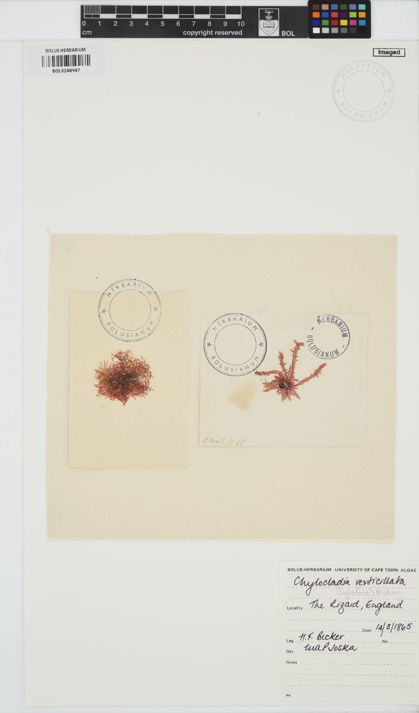 Chylocladia image
