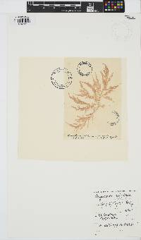 Chylocladia verticillata image