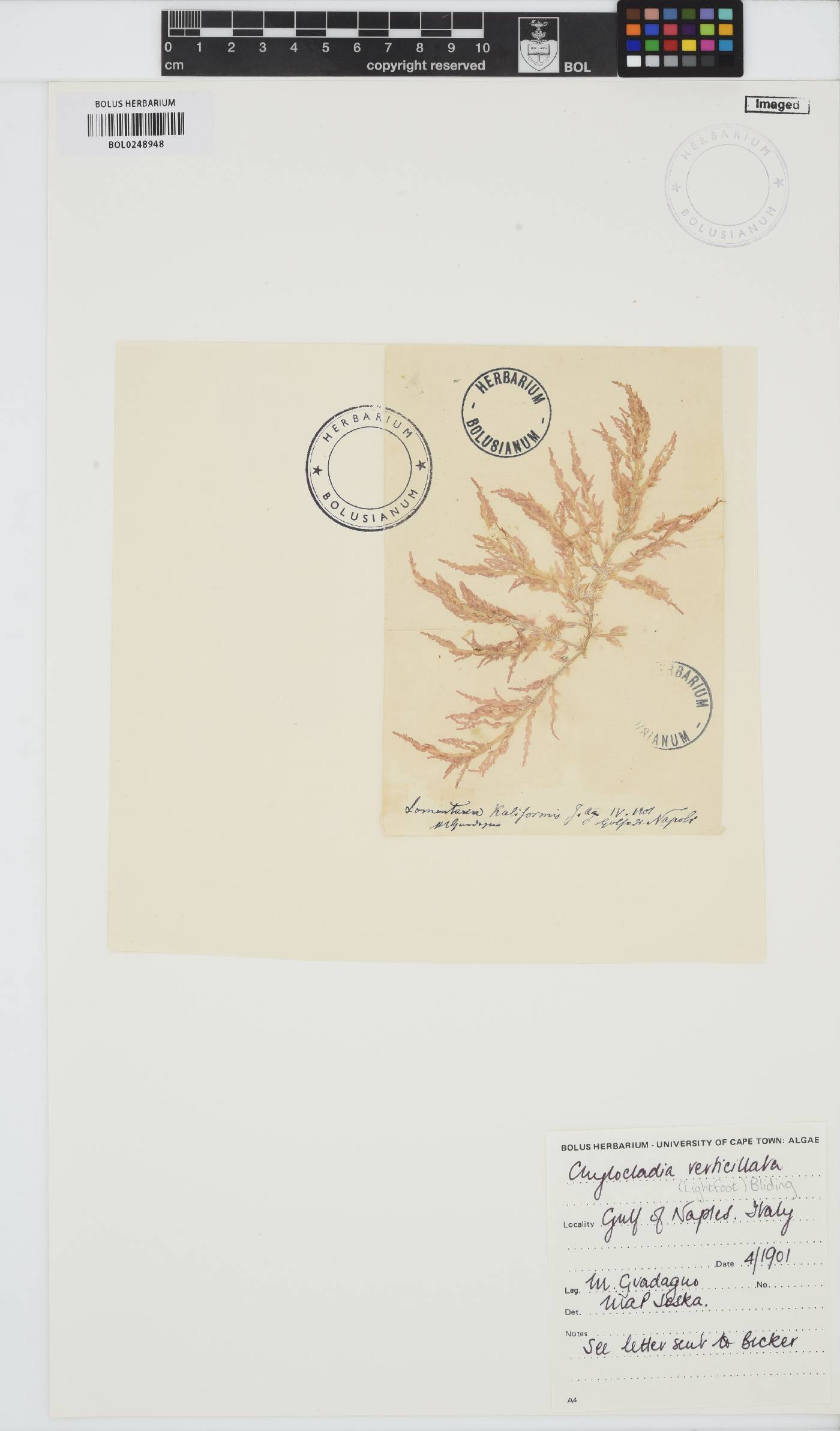 Chylocladia image