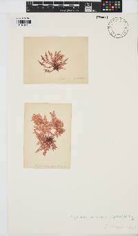 Chylocladia verticillata image