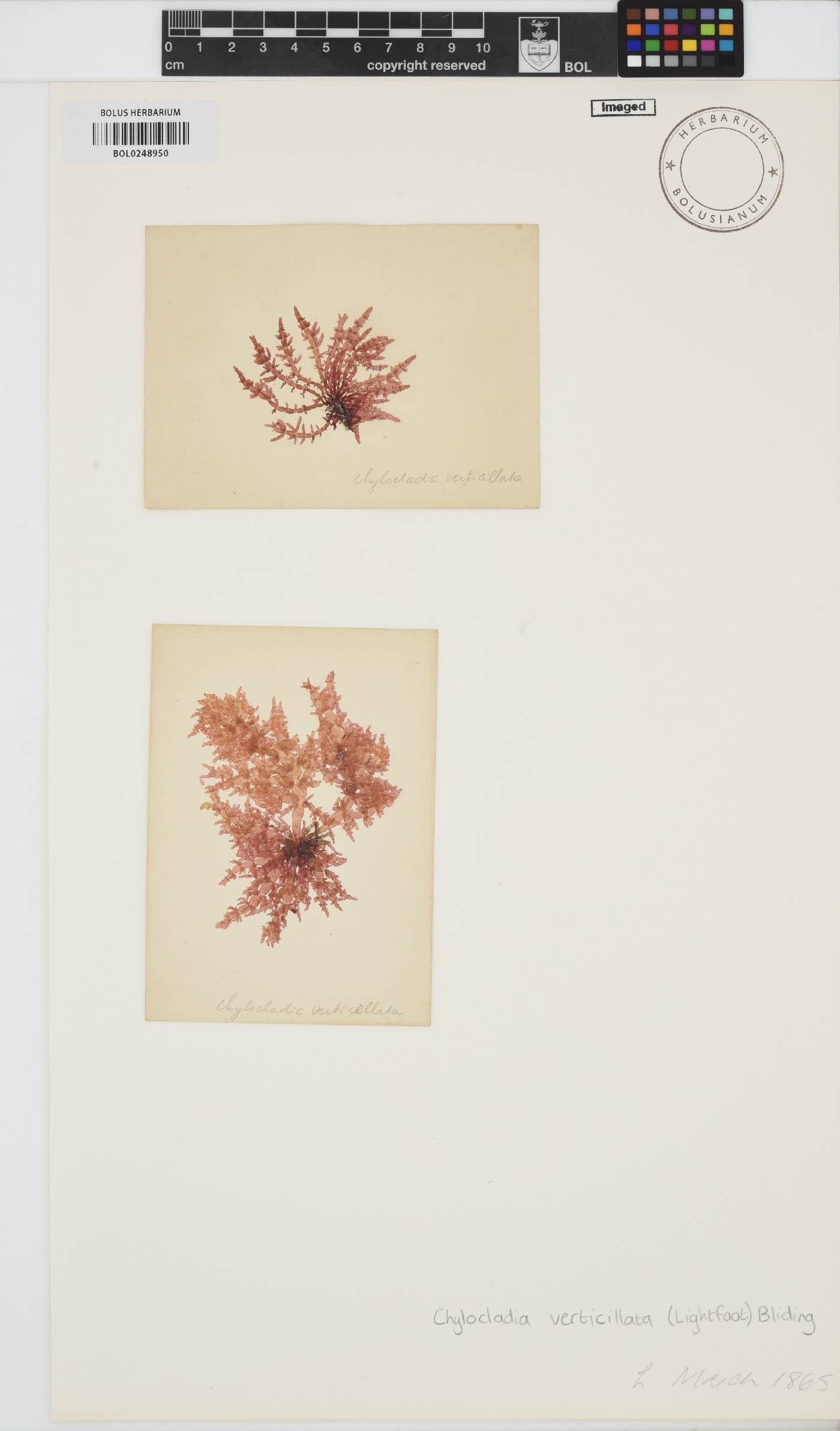 Chylocladia verticillata image