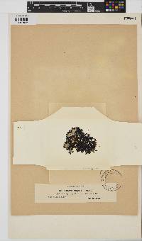 Chondrus crispus image
