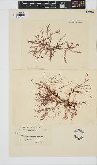 Image of Cladhymenia lyallii