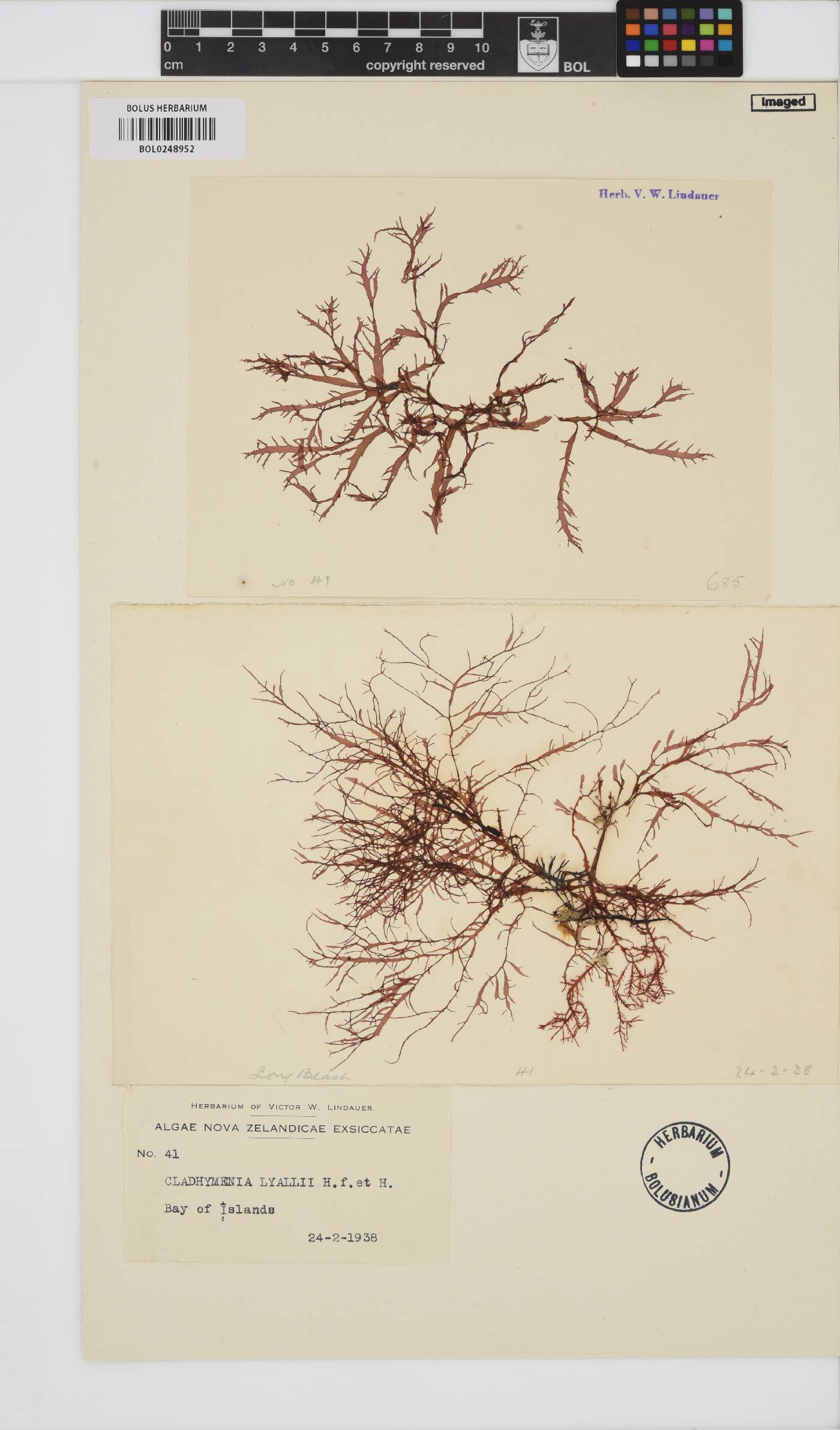 Cladhymenia lyallii image