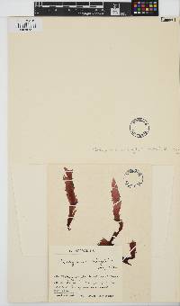 Cladhymenia oblongifolia image