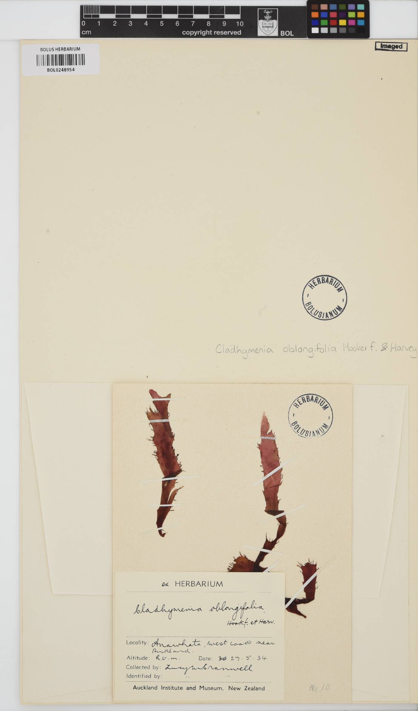 Cladhymenia oblongifolia image