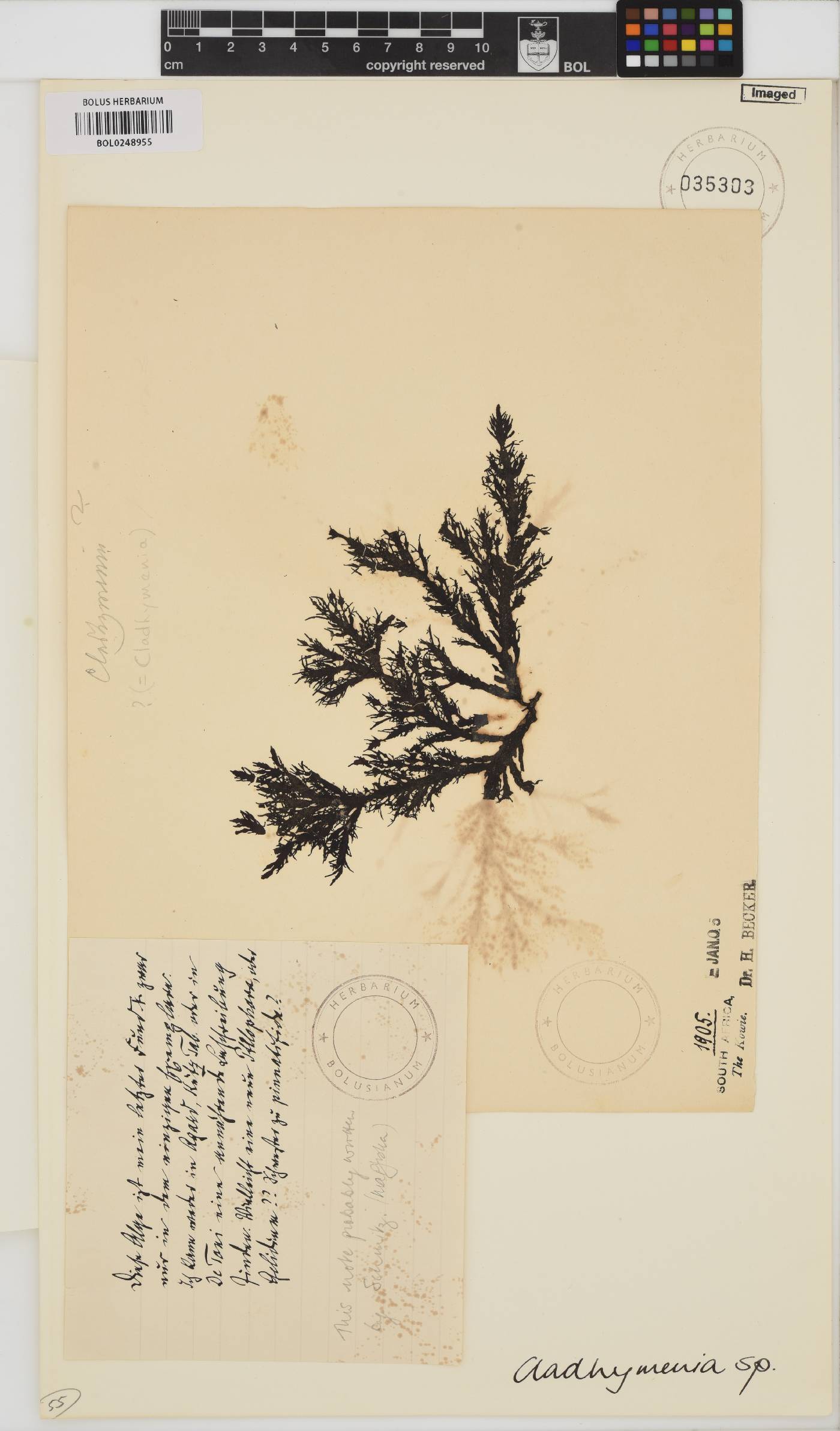 Cladhymenia image