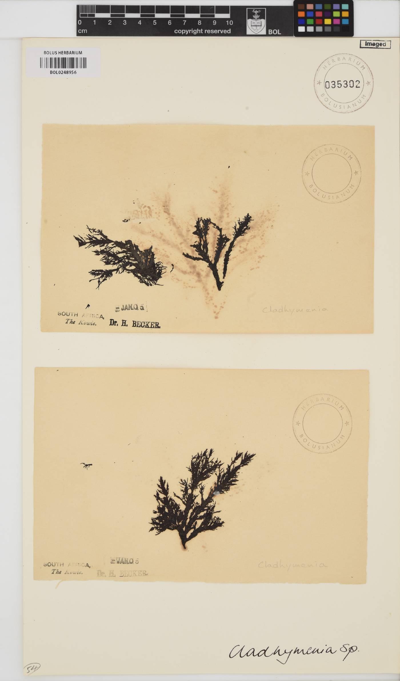 Cladhymenia image