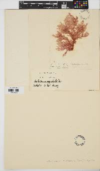 Image of Coeloclonium tasmanicum