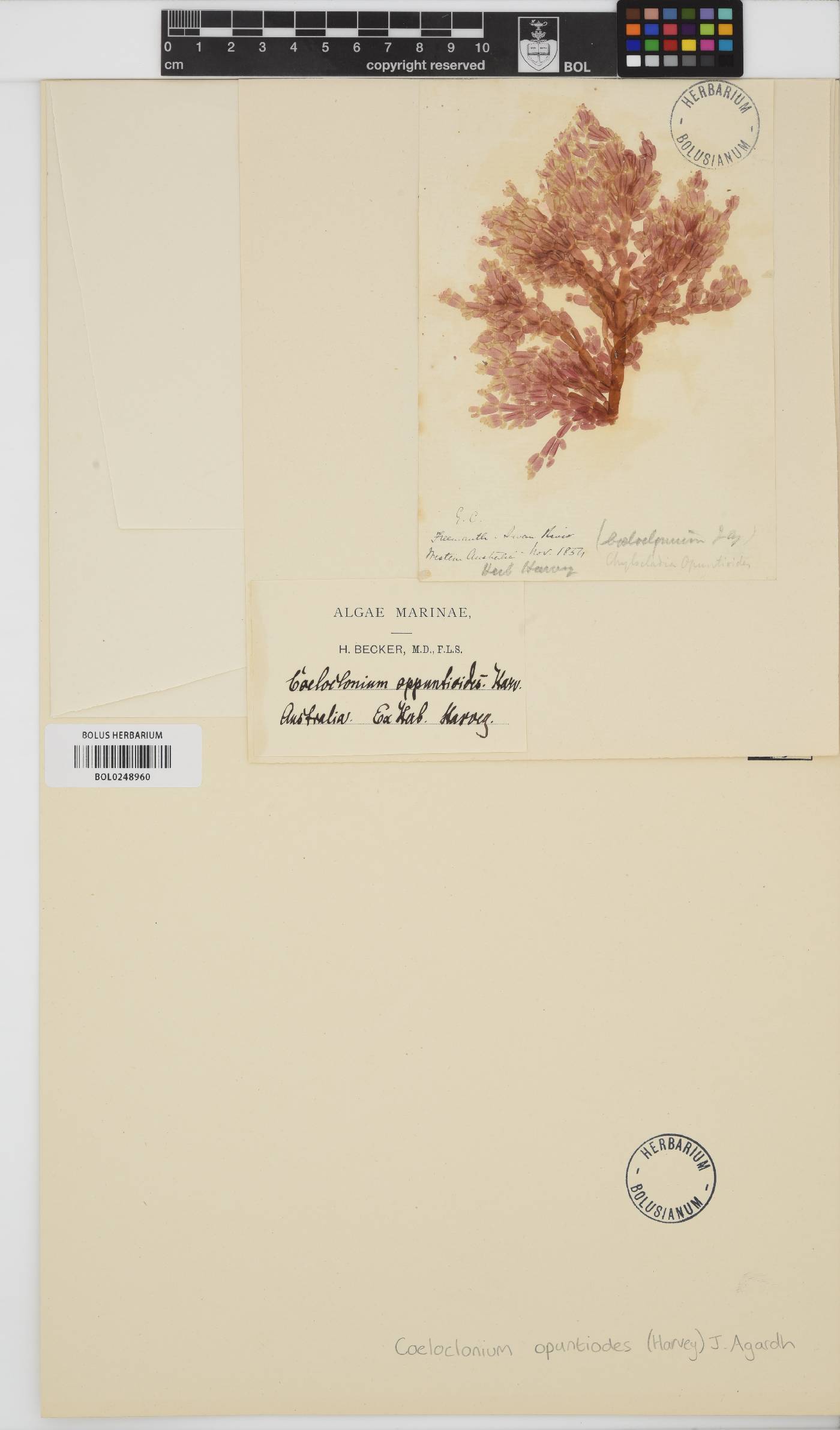 Coeloclonium tasmanicum image