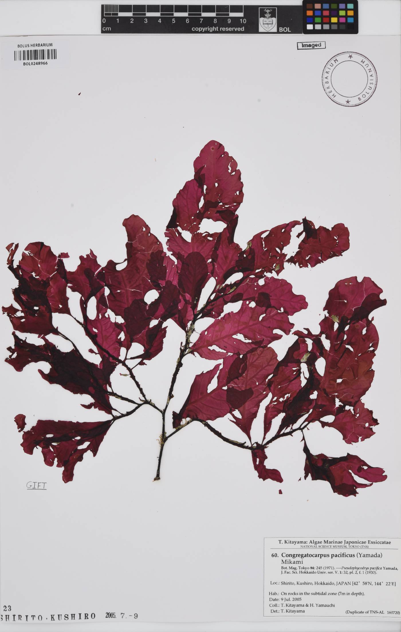 Congregatocarpus kurilensis image