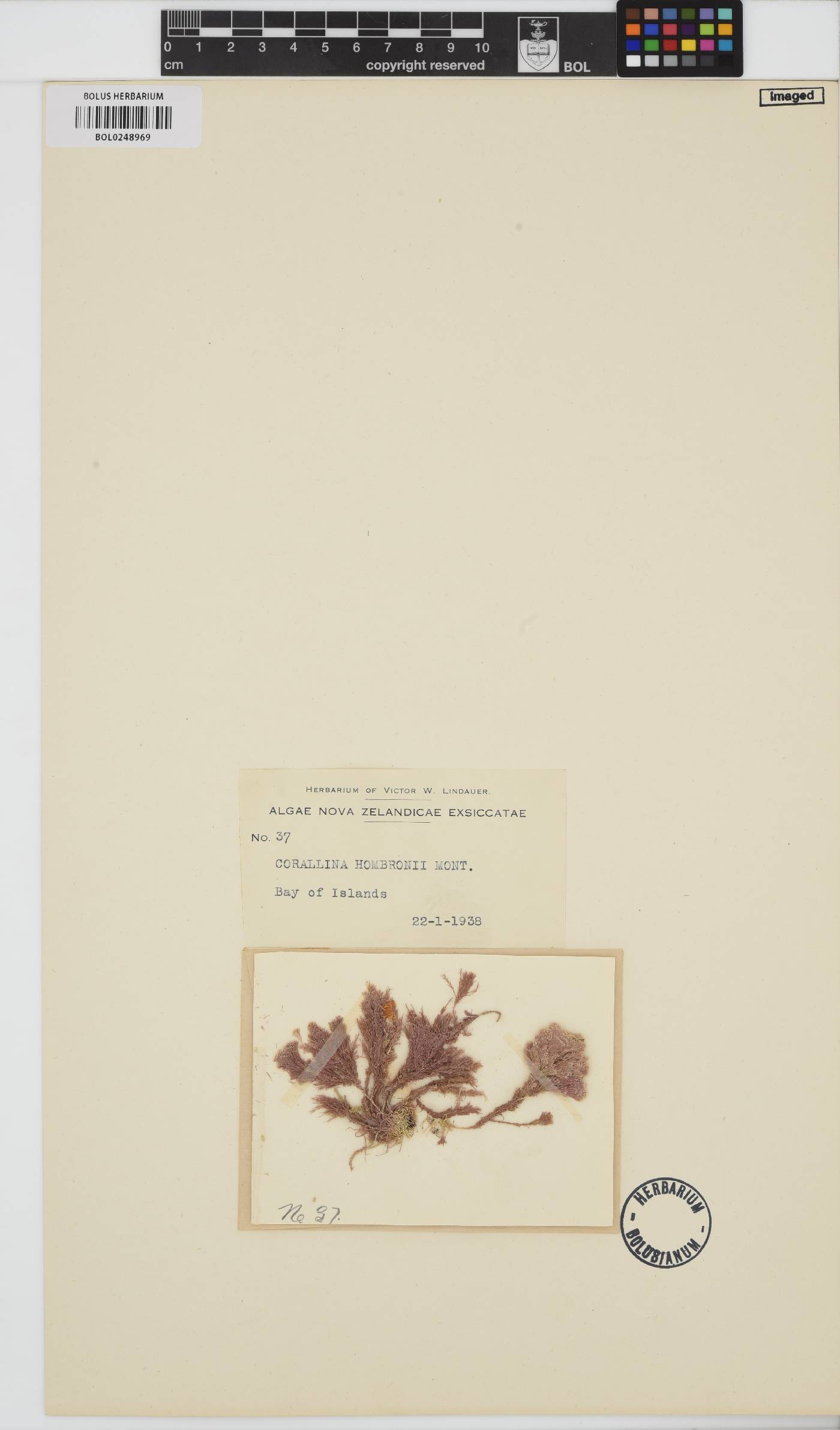 Corallina hombronii image