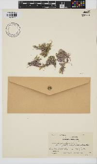 Corallina officinalis image