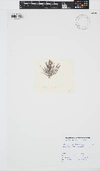 Corallina officinalis image