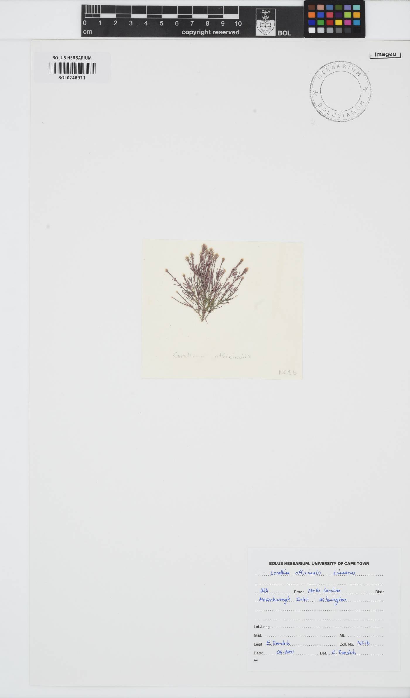 Corallina officinalis image
